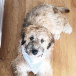 Un Woodle assis sur un parquet avec un foulard attaché autour de son cou