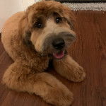 Un Woodle allongé sur le parquet et fixant la caméra