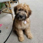 Un Woodle, tenu en laisse, est assis dans une ruelle à proximité d'une chaise