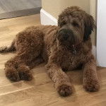 Un Woodle étendu sur le parquet, à proximité d'une porte