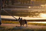 Un Welsh Corgi Pembroke faisant une promenade avec son ma&icirc;tre et qui est tenu en laisse 