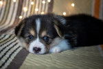 Photo Welsh Corgi Pembroke
