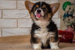 Photo Welsh Corgi Pembroke