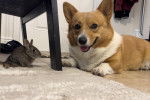 Un Welsh Corgi Pembroke allongé à côté d'un lapin