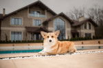 Un Welsh Corgi Pembroke allong&eacute; non loin d'une maison et semblant monter la garde