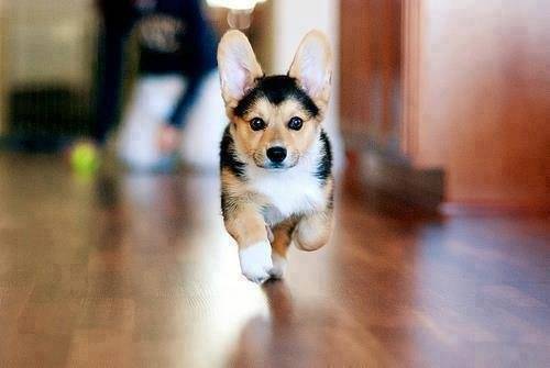 Crapule - Welsh Corgi Pembroke Mâle