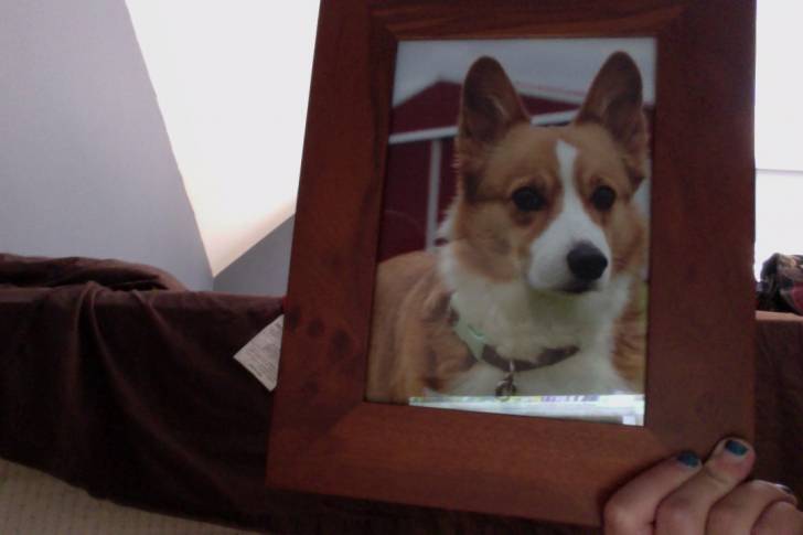 Lizzie - Welsh Corgi Pembroke (7 ans)