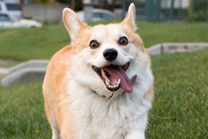 Willy - Welsh Corgi Pembroke Mâle (2 ans)