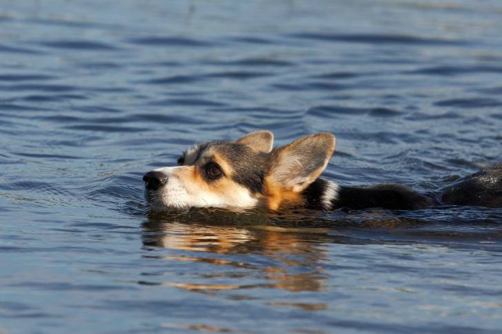Photo Welsh Corgi Pembroke