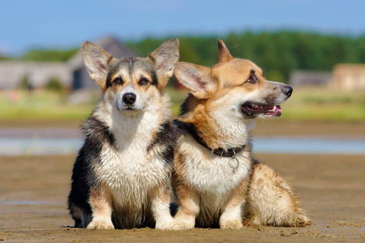 Photo Welsh Corgi Pembroke