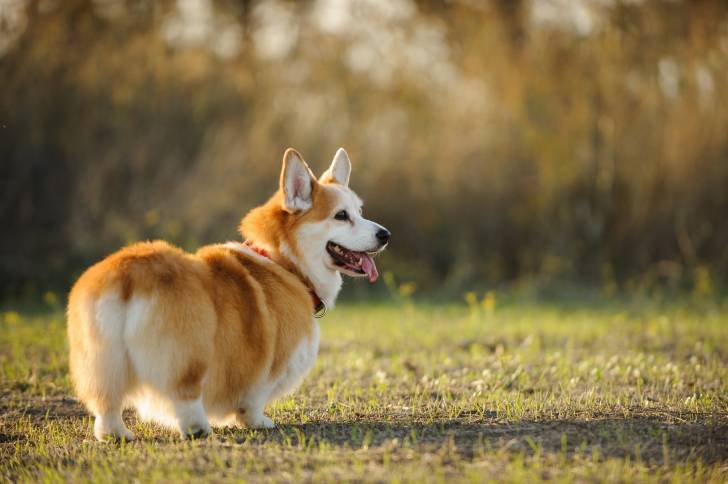 Un Welsh Corgi Pembroke sur un terrain herbeux tirant la langue et portant un collier autour du cou