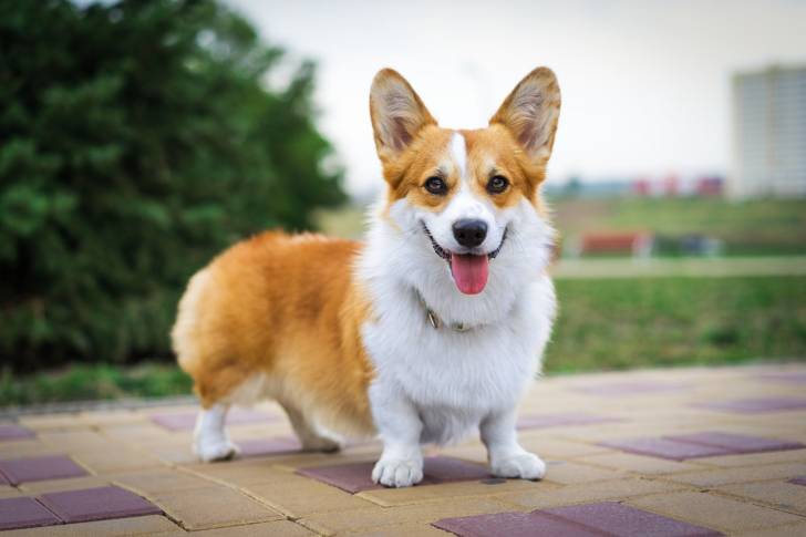 Un Welsh Corgi Pembroke se tient debout sur un sol carrelé