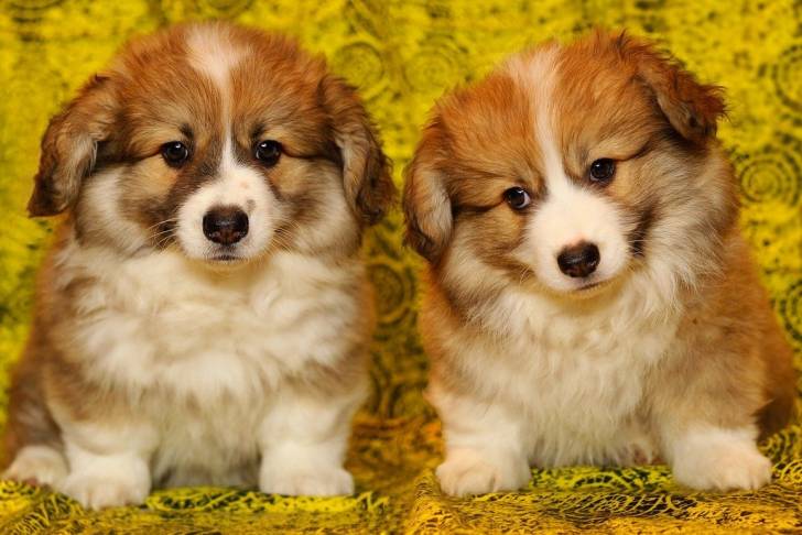 Photo Welsh Corgi Pembroke
