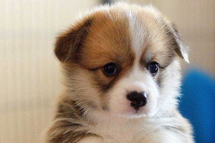 Photo Welsh Corgi Pembroke