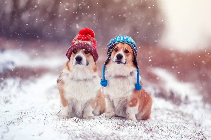 Photo Welsh Corgi Pembroke