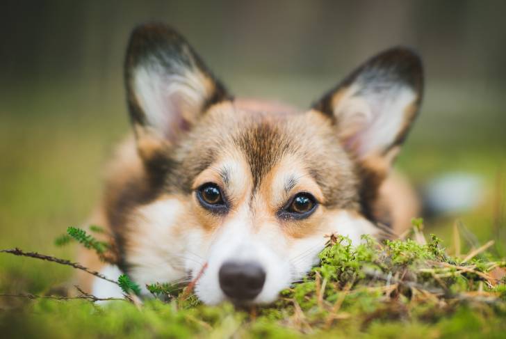 Un Welsh Corgi Pembroke regardant vers la caméra 