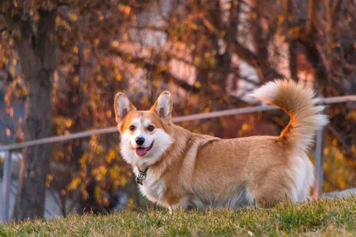 Un Welsh Corgi Pembroke portant un collier autour du cou et regardant vers la caméra