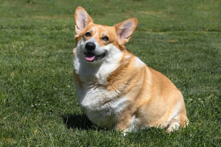 Un Welsh Corgi Pembroke en surpoids assis sur un terrain herbeux et tirant la langue