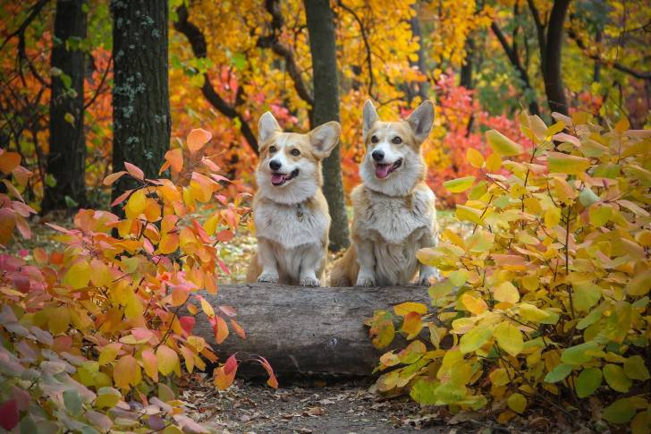 Deux Welsh Corgi Pembroke portant chacun un collier autour du cou et tirant la langue 