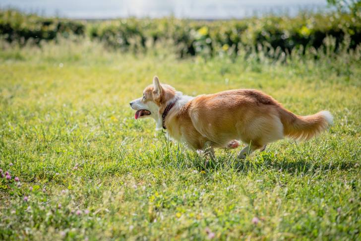 Un Welsh Corgi Pembroke courant sur une surface herbeuse et portant un collier autour du cou