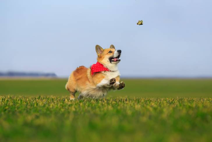 Un Welsh Corgi Pembroke portant un foulard autour du cou et jouant avec un papillon