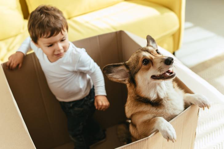 Un Welsh Corgi Pembroke jouant avec un petit garçon dans une boîte en carton