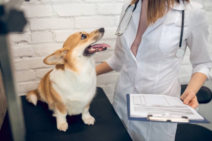 Un Welsh Corgi Pembroke assis sur une table et regardant la vétérinaire