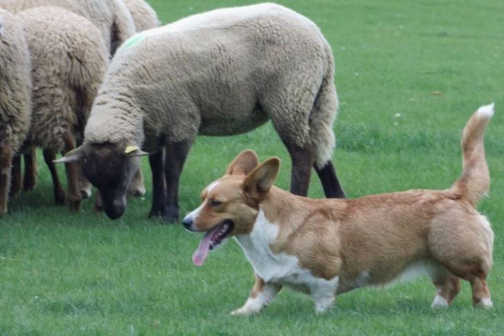 Un Welsh Corgi Pembroke marchant sur un terrain herbeux non loin d'un troupeau de brebis 