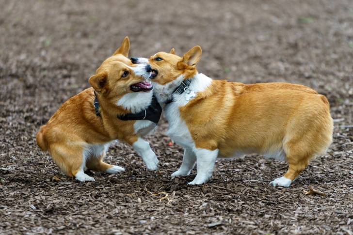 Deux WelshCorgi pembroke sur un terrain et semblant faire la bagarre