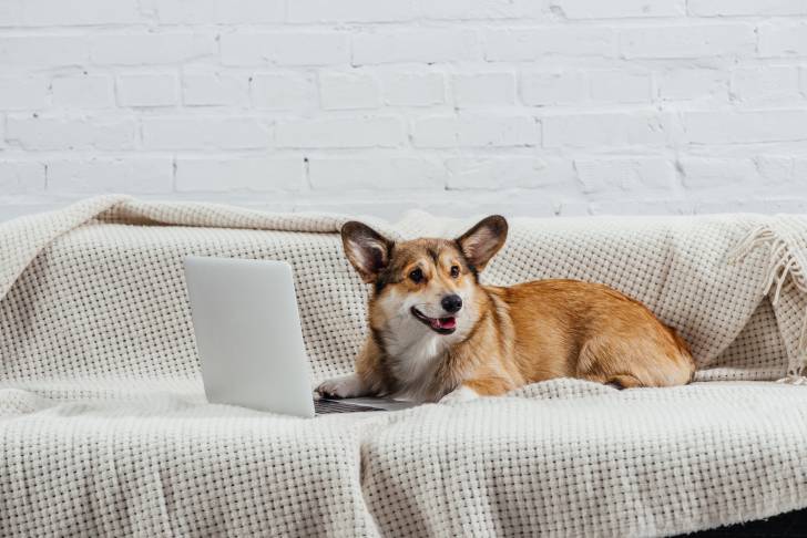 Un Welsh Corgi Pembroke allongé sur un canapé et ayant une patte posée sur un ordinateur
