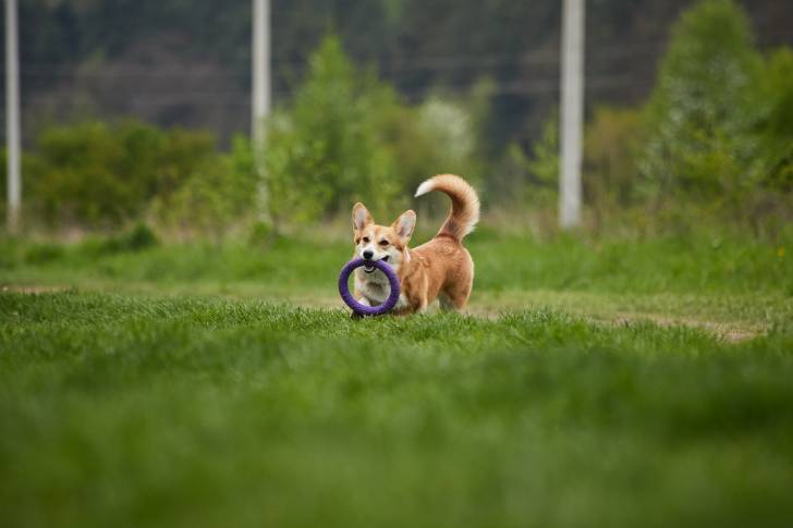 Un Welsh Corgi Pembroke marchant sur un terrain herbeux et tenant un objet à la bouche