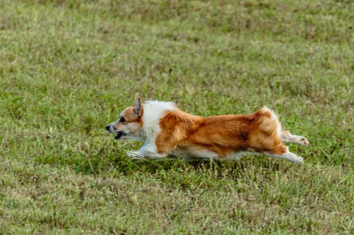 Un Welsh Corgi Pembroke semblant courir derrière une proie 