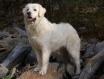 Berger Polonais de Podhale - Berger Polonais de Podhale