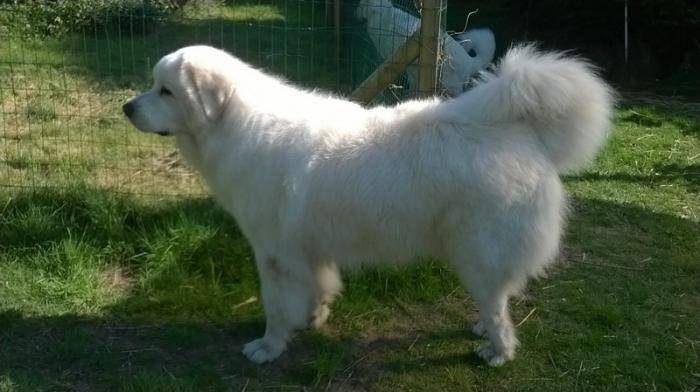 Flokon 3 ans - Berger Polonais de Podhale (3 ans)