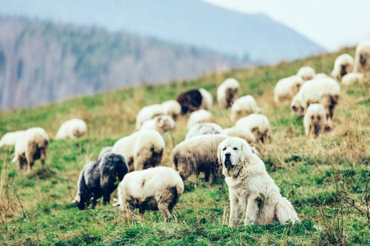Photo Berger Polonais de Podhale