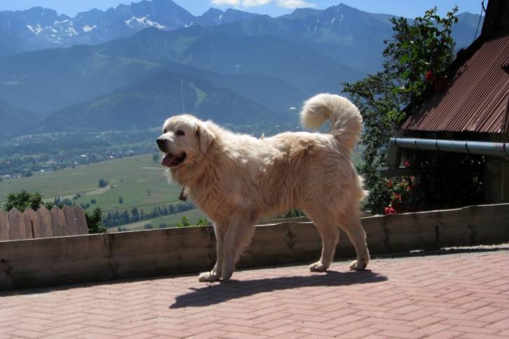 Photo Berger Polonais de Podhale