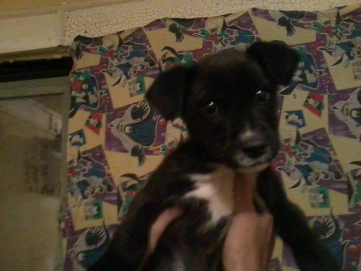 farruco - Basenji Mâle (3 mois)