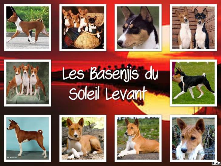 basenjis - Basenji (1 an)