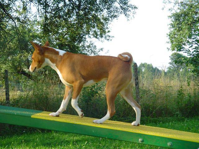 Basenji VICO - Basenji