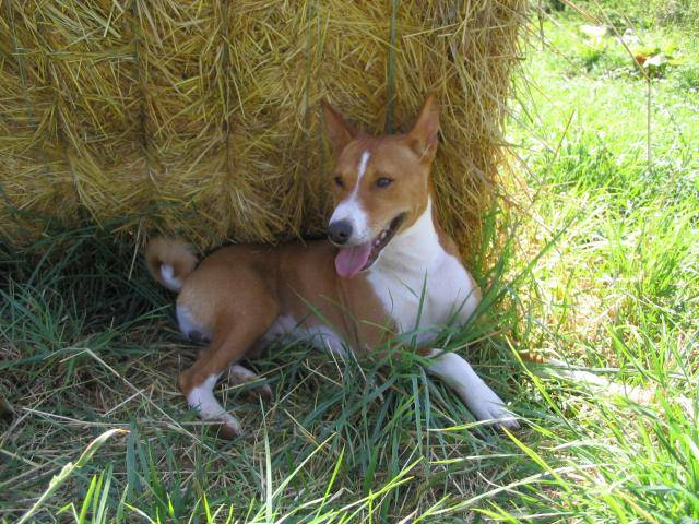 basenji VICO du houlme - Basenji