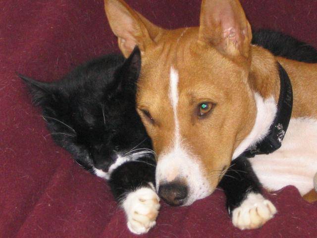 chaussette et vico (basenji) - Basenji