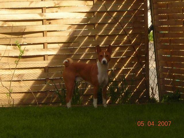 VICO DU HOULME BASENJI - Basenji