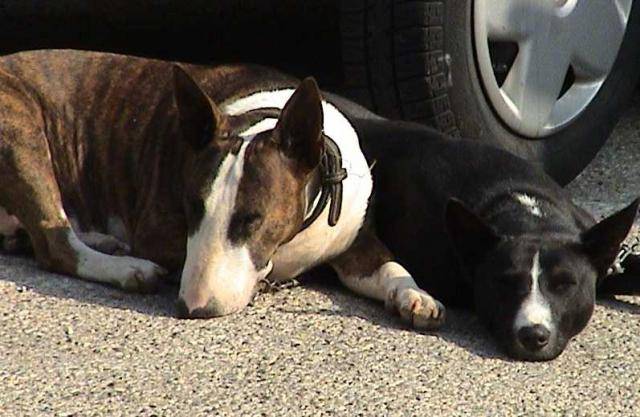 Bull et Basenji : Skunk et Tricky - Basenji