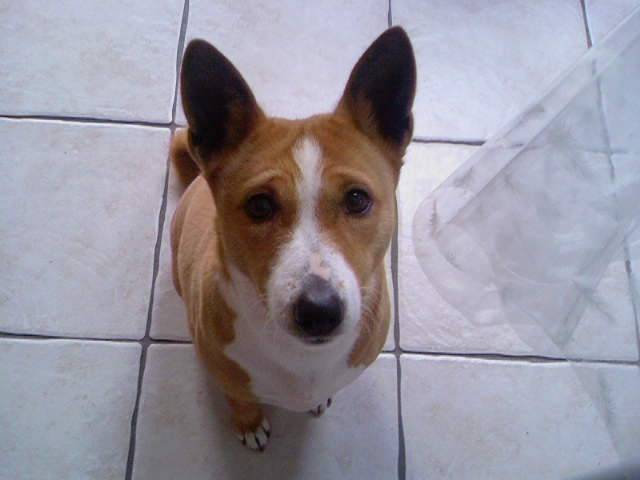 basenji plume of swala pala - Basenji