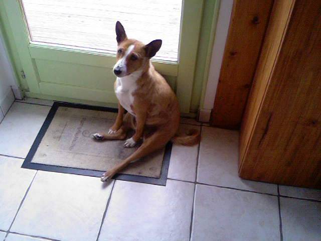 basenji plume of swala pala - Basenji