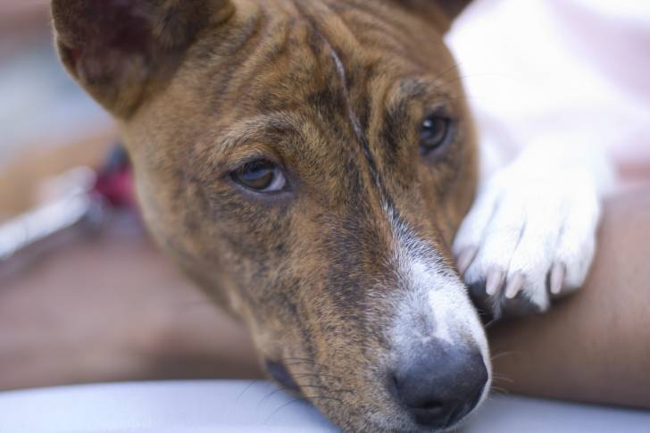 Photo Basenji