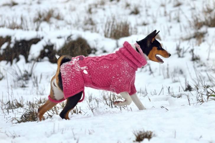 Photo Basenji