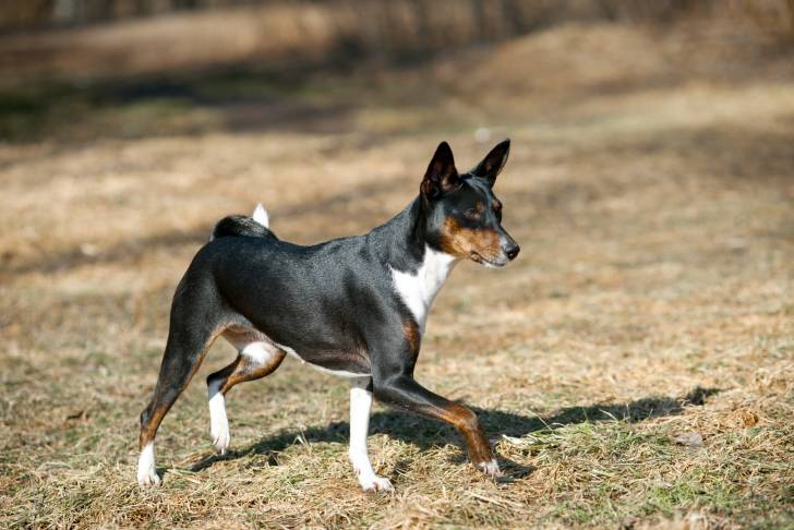 Photo Basenji