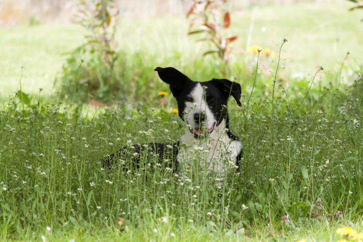 Photo Basenji
