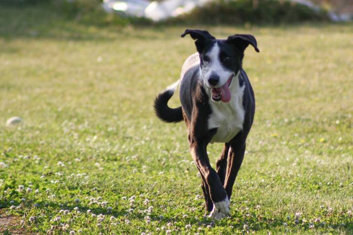 Photo Basenji